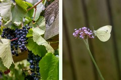 Onder optie: Koemeerskuil 20, 5513 PD Wintelre