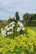 IMG_8604.jpg