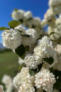 IMG_1339.jpg