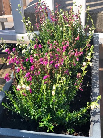 Medium property photo - Van Ostadestraat 350-3, 1073 TZ Amsterdam