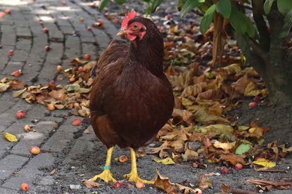 Medium property photo - Breudijk 43, 3481 LN Harmelen