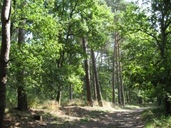 Te koop: Zandlaan, 3768HP Soest