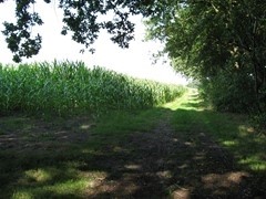 Te koop: Zandlaan, 3768HP Soest