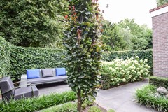 Goudplevier 29 Den Bosch-15.jpg