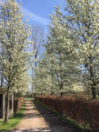 Medium property photo - Smalvelderstraat 4, 5298 LW Liempde