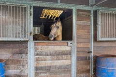 buiten paardengebeuren (8).jpg
