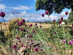 uitzicht bij de abri.jpg