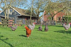 Te koop: Wedzebuorren 51, 9286ES Twijzel