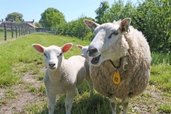 Nieuw in verkoop: Wedzebuorren 51, 9286 ES Twijzel