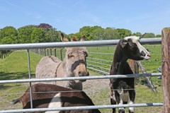 Nieuw in verkoop: Wedzebuorren 51, 9286 ES Twijzel