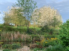 lente 2024_04_08.jpg