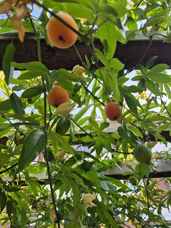 Medium property photo - Galjoenstraat 87, 3534 PE Utrecht