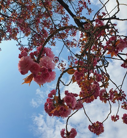 Medium property photo - Galjoenstraat 87, 3534 PE Utrecht