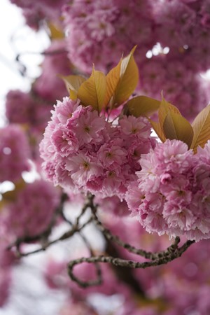 Medium property photo - Galjoenstraat 87, 3534 PE Utrecht