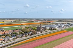 tulpen.jpg
