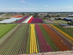 tulpenvelden-Noordwijkerhout.jpeg