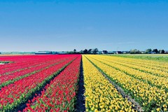 bloemenwandeling-noordwijkerhout.jpg