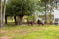 Koop:Oudekamerseweg 12, 4451 NC Heinkenszand - Foto