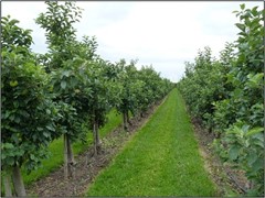 Te koop: Roodbeenweg 5, 8251SE Dronten