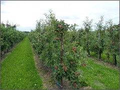 Te koop: Roodbeenweg 5, 8251SE Dronten