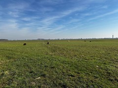 Koop:Batelaan, 2396 ET Koudekerk aan den Rijn - Foto