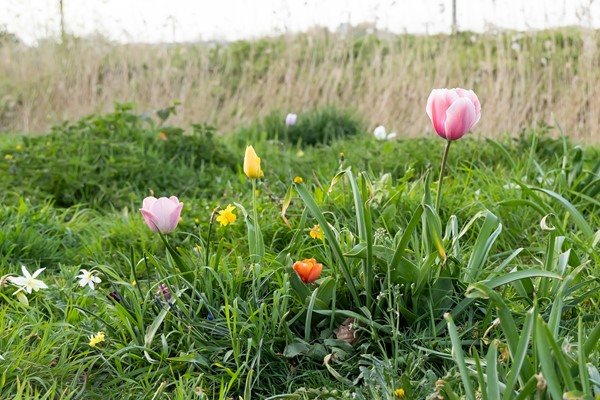 Medium property photo - Faas Wilkesstraat 223, 1095 MD Amsterdam