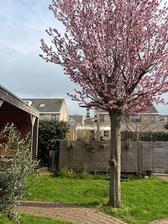 Medium property photo - Robijnboog 26, 4533 BA Terneuzen