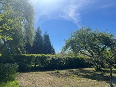 IMG_2230.jpeg