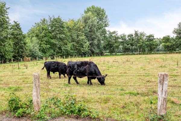 Medium property photo - Haasdijk 57, 4921 CK Made