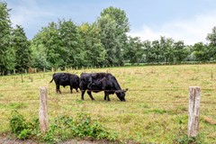 Haasdijk 57, 4921 CK Made - Haasdijk574921CKMade-49.jpg
