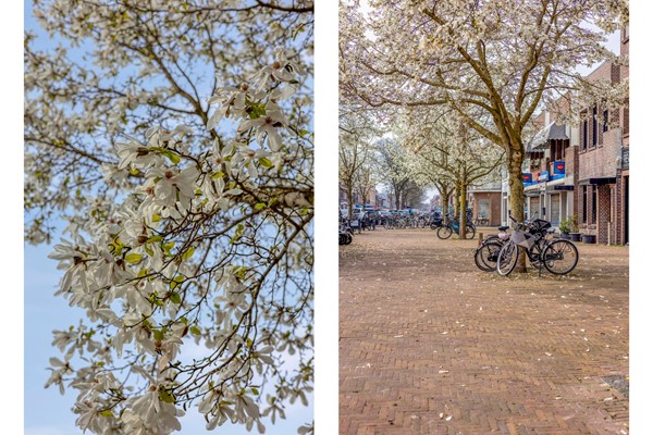 Medium property photo - Pijnboomstraat 9, 2565 ZH Den Haag