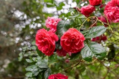 Foto-64.jpg