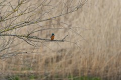 Ijsvogel2 copy.jpg - Foto 6