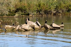 Aalsscholver copy.jpg - Foto 75