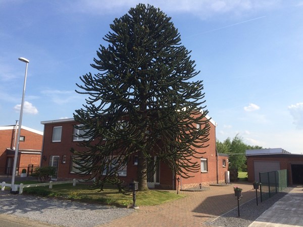 Wielewaalstraat 39, Houthalen-Helchteren