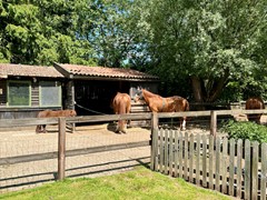 Peppelmansdijk 12, 7011 JL Gaanderen - 20250516_122228792_iOS.jpg