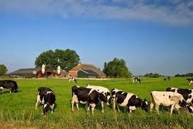 Te koop: Te koop gevraagd melkveebedrijf in omgeving Zwolle atmkoeien1