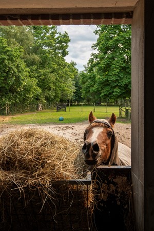Medium property photo - Stenenkamerseweg 37, 3882 NE Putten