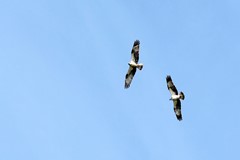 bs26061875398.jpg