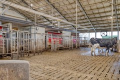 Broeksestraat824269VEBabyloniënbroek-48.jpg
