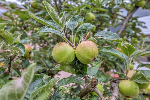 MeindertHobbemastraat142902gmCapelleaandenIJsselNL-29.jpg